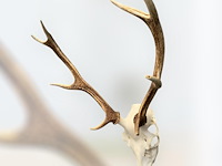 Edelhert - schedel met gewei - afbeelding 2 van  5