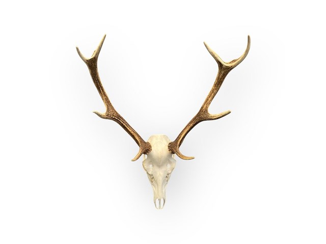 Edelhert - schedel met gewei - afbeelding 3 van  5