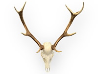 Edelhert - schedel met gewei - afbeelding 3 van  5