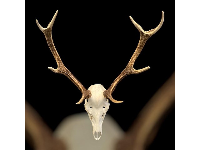 Edelhert - schedel met gewei - afbeelding 4 van  5