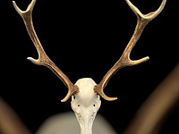 Edelhert - schedel met gewei - afbeelding 4 van  5