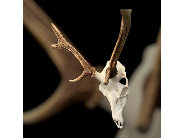 Edelhert - schedel met gewei - afbeelding 5 van  5