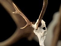 Edelhert - schedel met gewei - afbeelding 5 van  5