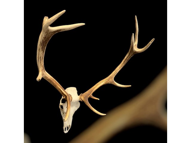 Edelhert - schedel met gewei - afbeelding 1 van  4