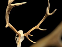 Edelhert - schedel met gewei - afbeelding 1 van  4