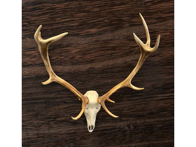 Edelhert - schedel met gewei - afbeelding 2 van  4