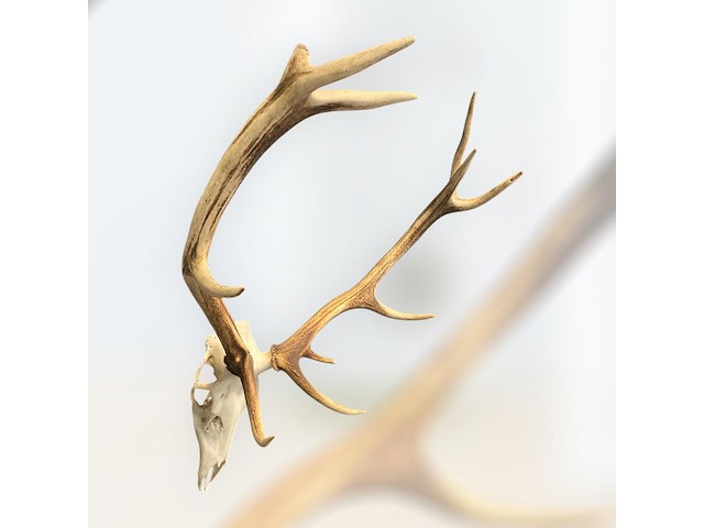 Edelhert - schedel met gewei - afbeelding 3 van  4