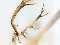 Edelhert - schedel met gewei - afbeelding 3 van  4