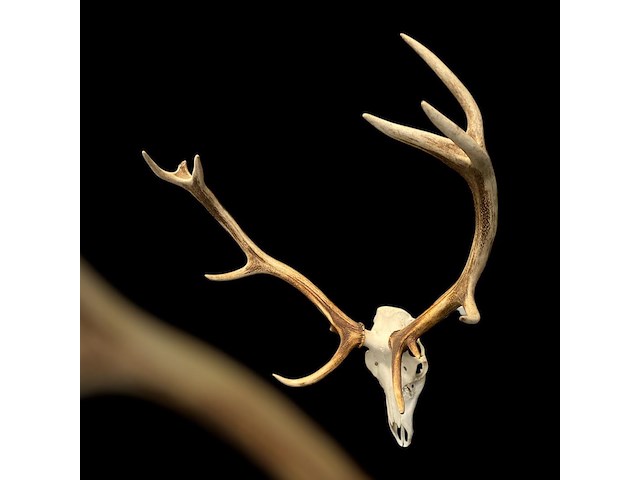 Edelhert - schedel met gewei - afbeelding 4 van  4