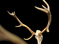 Edelhert - schedel met gewei - afbeelding 4 van  4