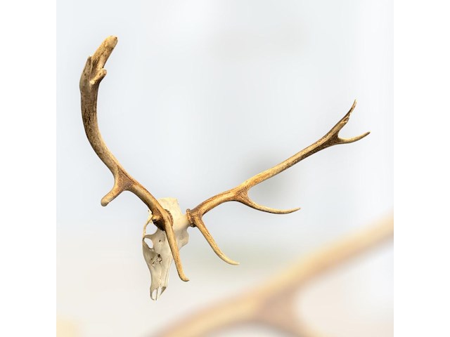 Edelhert - schedel met gewei - afbeelding 1 van  6