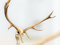 Edelhert - schedel met gewei - afbeelding 1 van  6