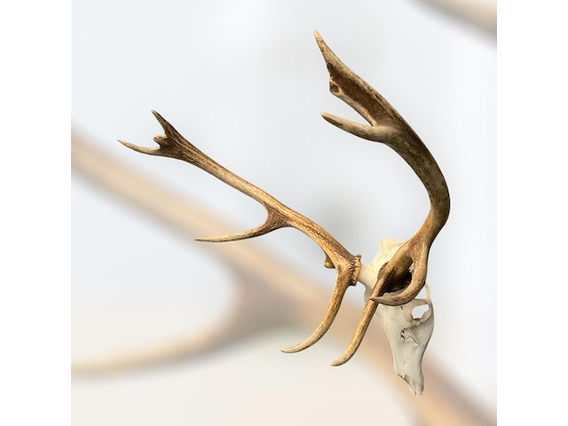 Edelhert - schedel met gewei - afbeelding 2 van  6