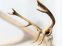 Edelhert - schedel met gewei - afbeelding 2 van  6