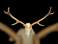 Edelhert - schedel met gewei - afbeelding 3 van  6