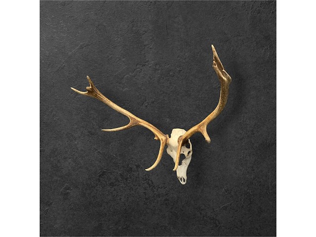 Edelhert - schedel met gewei - afbeelding 4 van  6