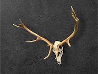 Edelhert - schedel met gewei - afbeelding 4 van  6
