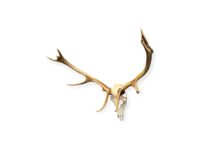 Edelhert - schedel met gewei - afbeelding 5 van  6