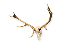 Edelhert - schedel met gewei - afbeelding 5 van  6