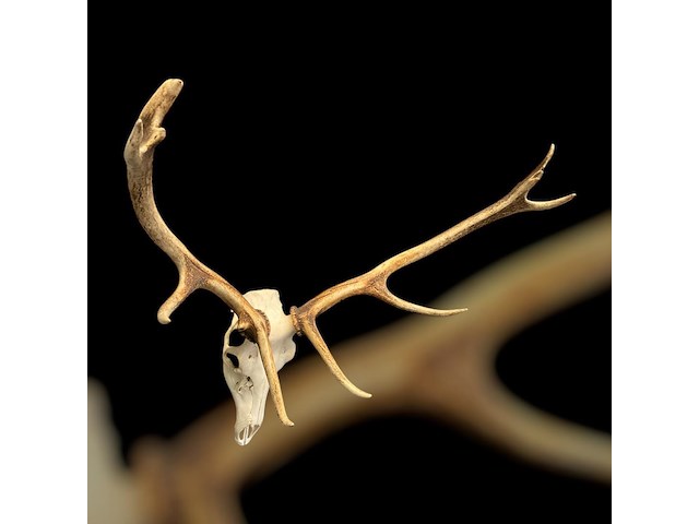 Edelhert - schedel met gewei - afbeelding 6 van  6