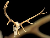 Edelhert - schedel met gewei - afbeelding 6 van  6