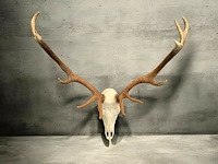 Edelhert - schedel met gewei - afbeelding 1 van  8