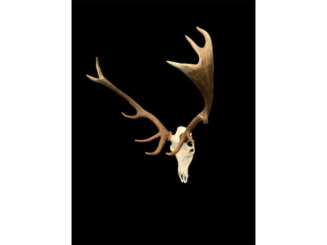 Edelhert - schedel met gewei - afbeelding 2 van  8