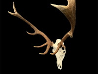 Edelhert - schedel met gewei - afbeelding 2 van  8