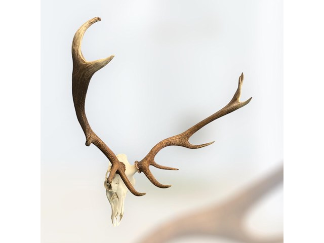 Edelhert - schedel met gewei - afbeelding 3 van  8