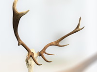 Edelhert - schedel met gewei - afbeelding 3 van  8