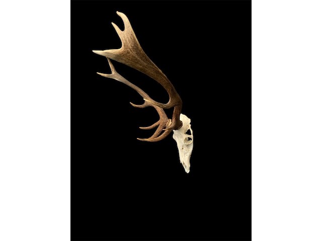 Edelhert - schedel met gewei - afbeelding 4 van  8