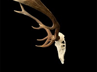 Edelhert - schedel met gewei - afbeelding 4 van  8