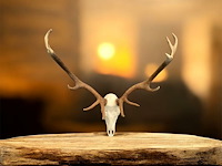 Edelhert - schedel met gewei - afbeelding 5 van  8