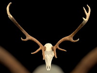 Edelhert - schedel met gewei - afbeelding 6 van  8