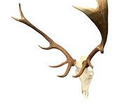 Edelhert - schedel met gewei - afbeelding 7 van  8
