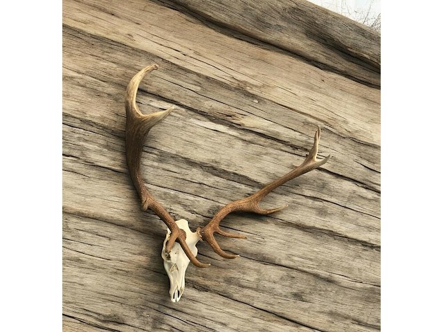 Edelhert - schedel met gewei - afbeelding 8 van  8