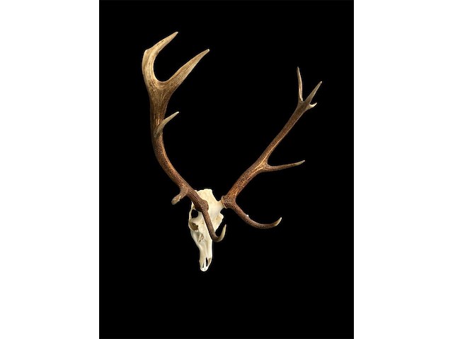 Edelhert - schedel met gewei - afbeelding 1 van  6