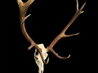 Edelhert - schedel met gewei - afbeelding 1 van  6