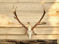 Edelhert - schedel met gewei - afbeelding 2 van  6