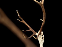 Edelhert - schedel met gewei - afbeelding 3 van  6