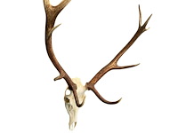 Edelhert - schedel met gewei - afbeelding 4 van  6