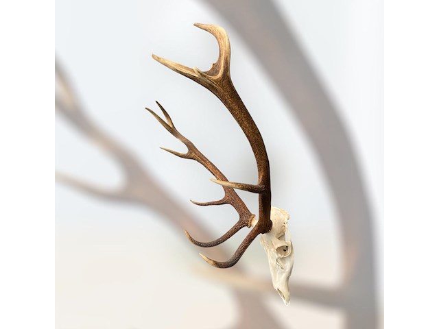 Edelhert - schedel met gewei - afbeelding 5 van  6
