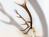 Edelhert - schedel met gewei - afbeelding 5 van  6