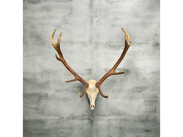 Edelhert - schedel met gewei - afbeelding 6 van  6