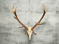 Edelhert - schedel met gewei - afbeelding 6 van  6