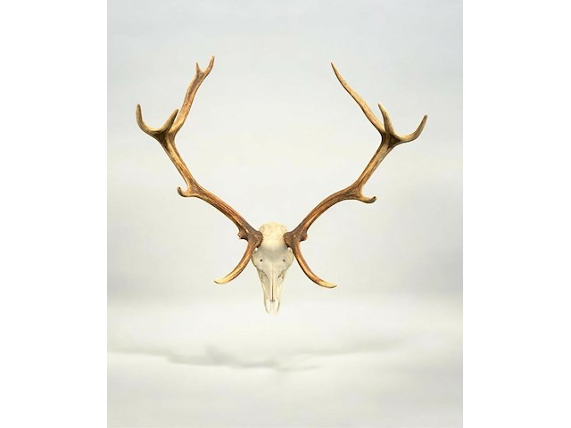 Edelhert - schedel met gewei - afbeelding 1 van  7