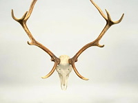 Edelhert - schedel met gewei - afbeelding 1 van  7