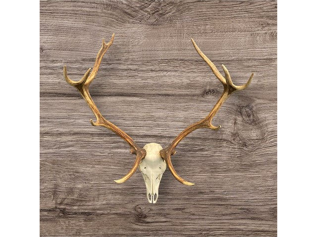 Edelhert - schedel met gewei - afbeelding 2 van  7