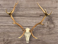 Edelhert - schedel met gewei - afbeelding 2 van  7