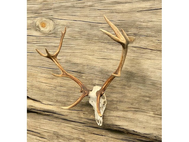 Edelhert - schedel met gewei - afbeelding 3 van  7
